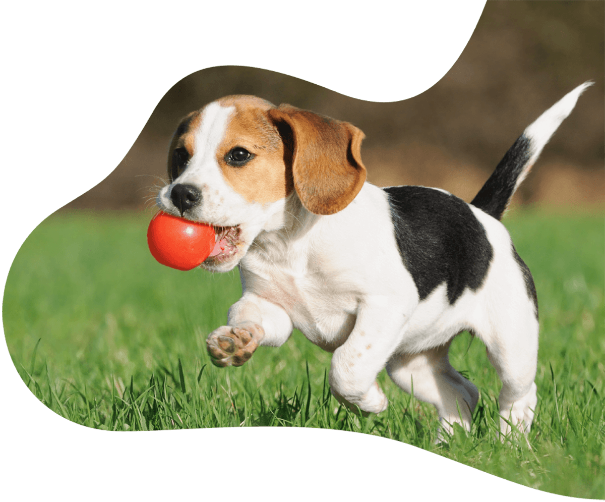 https://statelypetsupply.com/wp-content/uploads/2019/07/hero_image_01.png