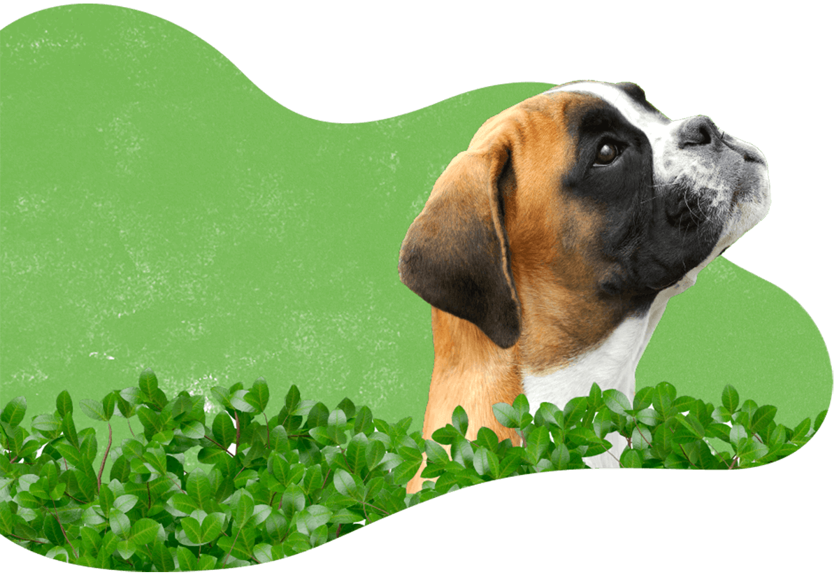 https://statelypetsupply.com/wp-content/uploads/2019/07/hero_image_04.png